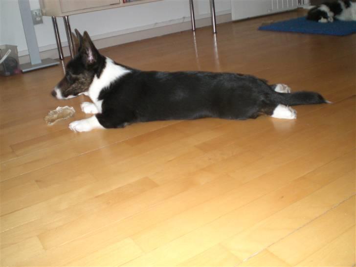 Welsh corgi cardigan Bruunshåbs Jack billede 5