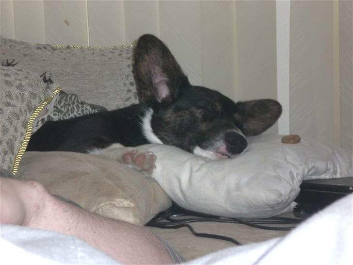 Welsh corgi cardigan Bruunshåbs Jack billede 6