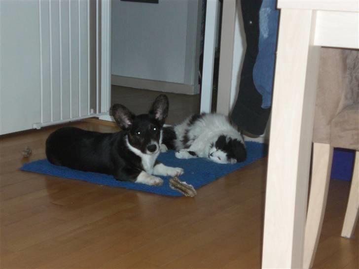 Welsh corgi cardigan Bruunshåbs Jack billede 7