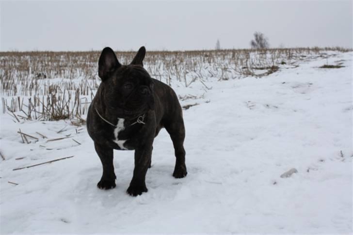Fransk bulldog    Leibøll's Bom Bastique billede 8