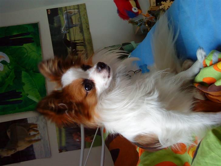 Papillon Kalle - Rikke Din Seng er meget Dejlig At Side på :D billede 3