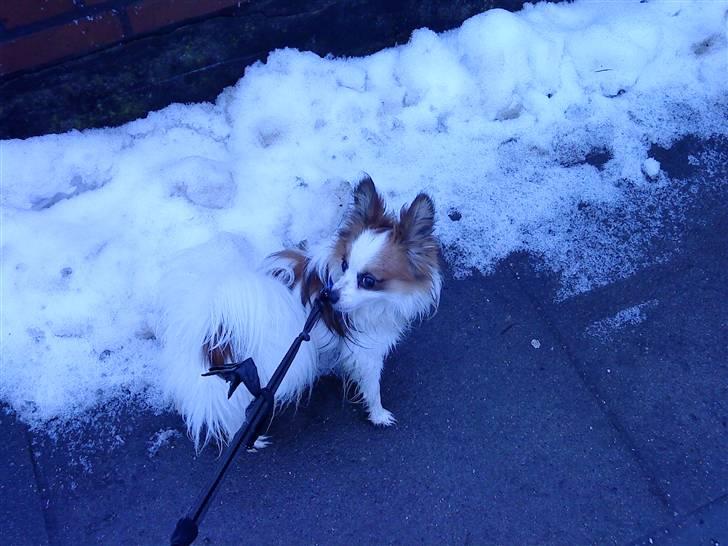 Papillon Kalle - Migh Og Kalle På En dejlig Gå tur I sneen :D billede 5