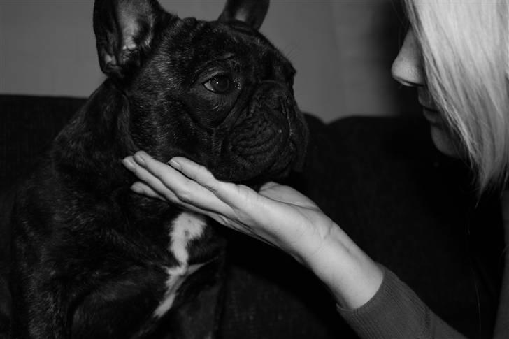 Fransk bulldog    Leibøll's Bom Bastique billede 9