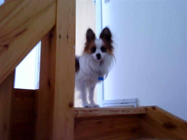 Papillon Kalle - Kig Kig ! billede 6