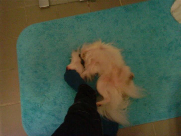 Papillon Kalle - Rikke Vil du ik nusse Migh På maven imens jeg Spiser Dine tæer?? billede 7