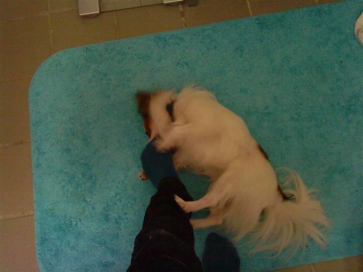 Papillon Kalle - De Smager Nu Meget Godt :D billede 8