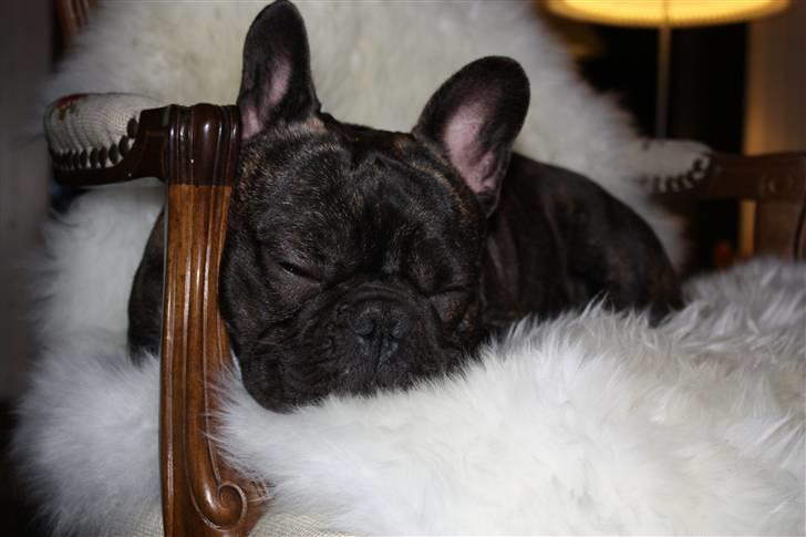 Fransk bulldog    Leibøll's Bom Bastique billede 10