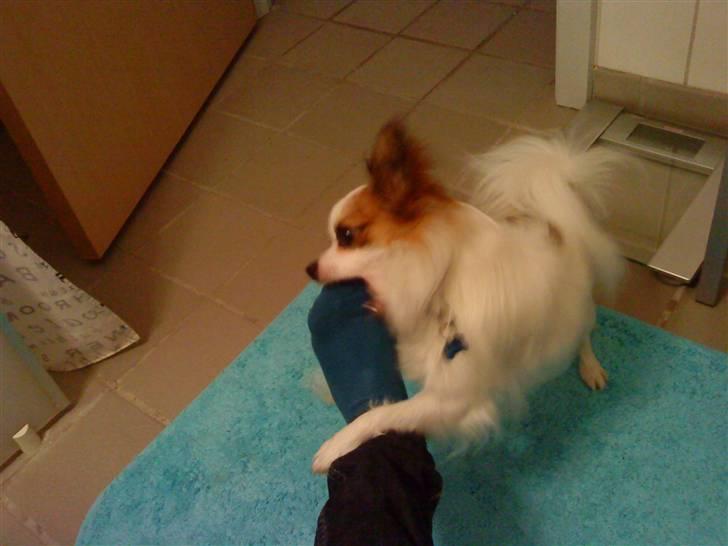 Papillon Kalle - Mmh Kan det Spises ? billede 9