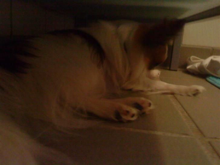 Papillon Kalle - Kalles Sove Plads (: billede 10