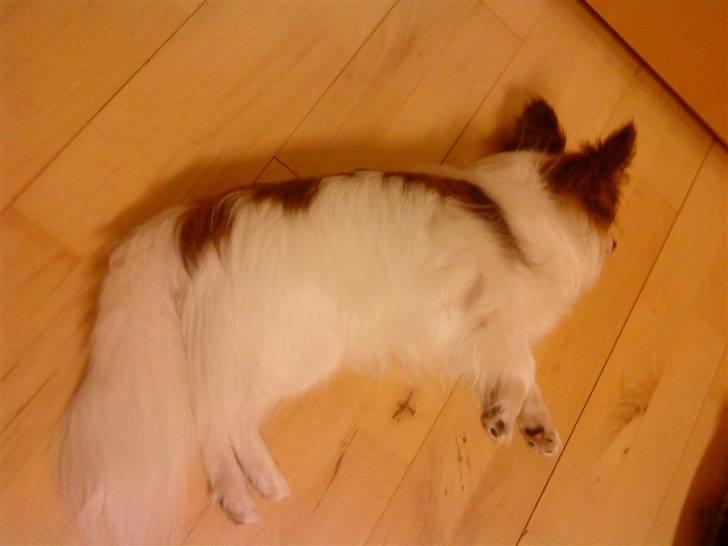 Papillon Kalle - Kalle Snork Bobbler på gulvet Efter en Lang Gå Tur billede 12