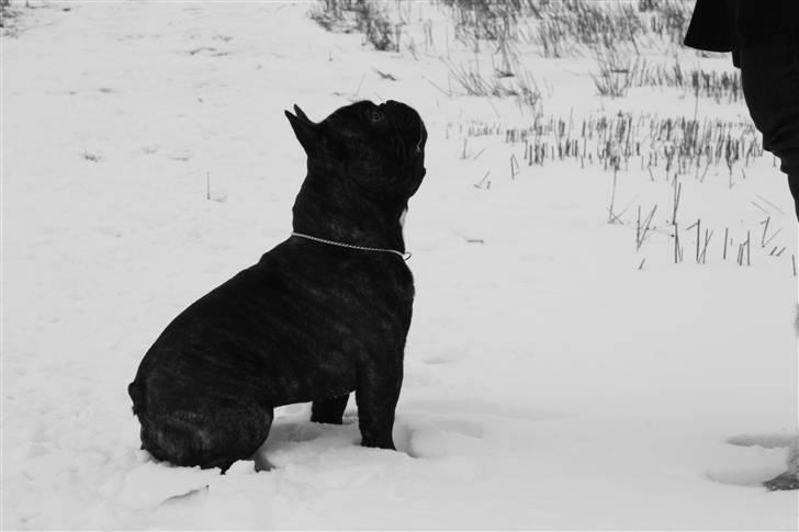 Fransk bulldog    Leibøll's Bom Bastique billede 11