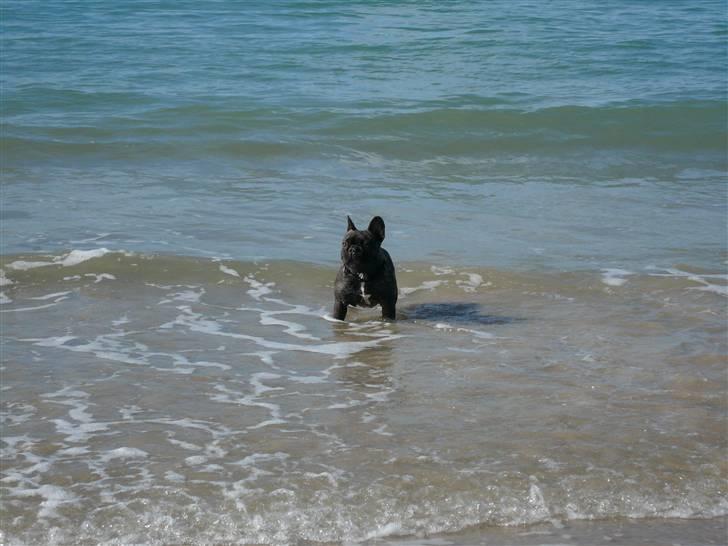 Fransk bulldog    Leibøll's Bom Bastique billede 13