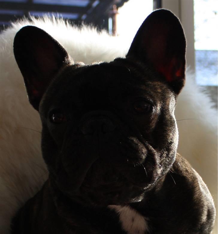 Fransk bulldog    Leibøll's Bom Bastique billede 14