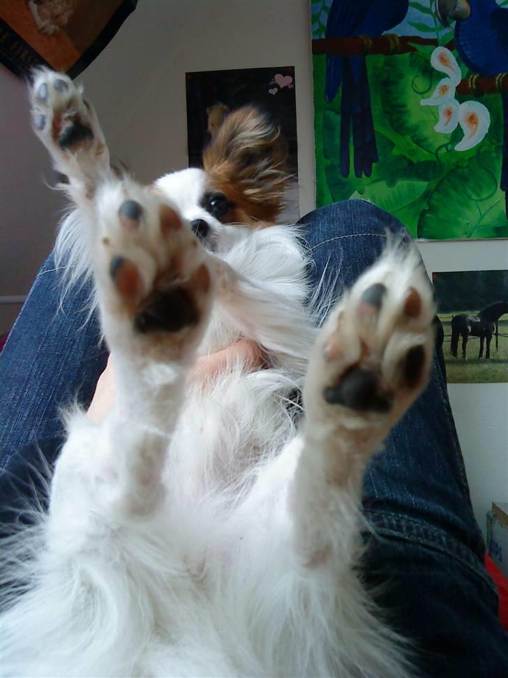 Papillon Kalle - Vil Duh Massere Mine Føder ?? billede 13