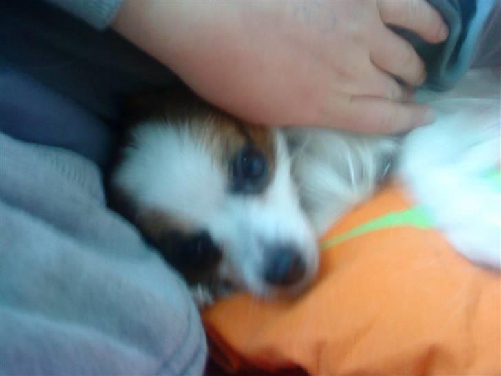 Papillon Kalle - Migh og Kalle Tager en slapper i min Seng.. :) billede 14