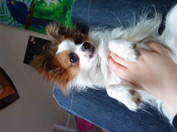 Papillon Kalle - Jaah Jeg Lytter !? billede 15