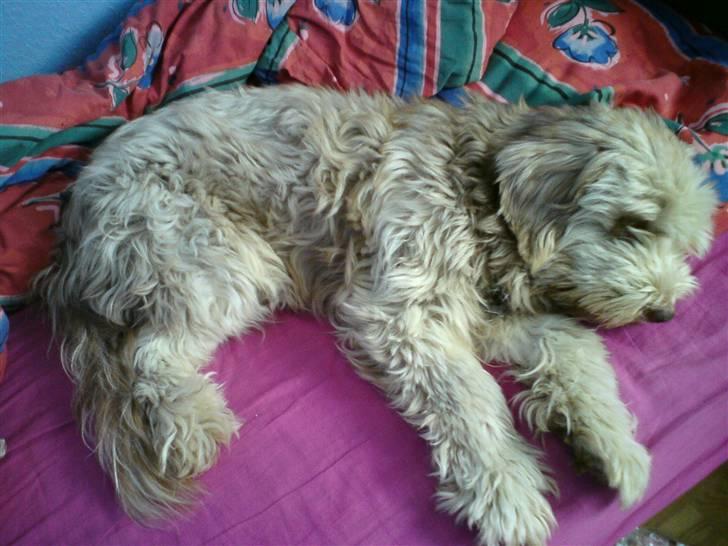 Schapendoes Balu De Olde Griese billede 13