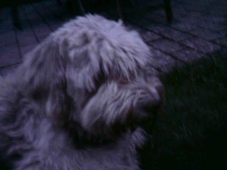 Schapendoes Balu De Olde Griese billede 14