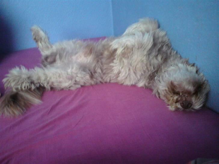 Schapendoes Balu De Olde Griese billede 15