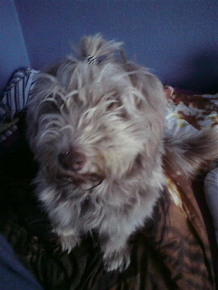 Schapendoes Balu De Olde Griese billede 16