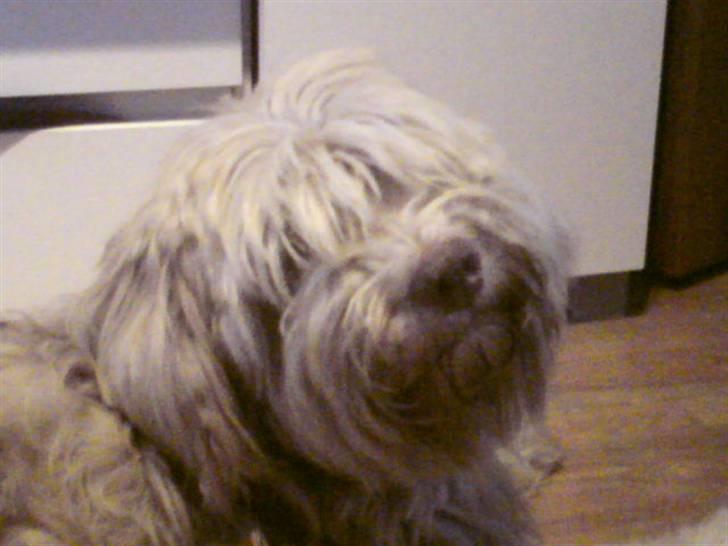 Schapendoes Balu De Olde Griese billede 17