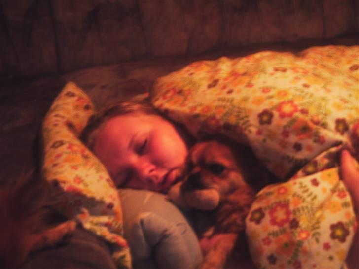 Blanding af racer Malou billede 10