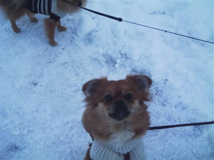 Blanding af racer Malou billede 11