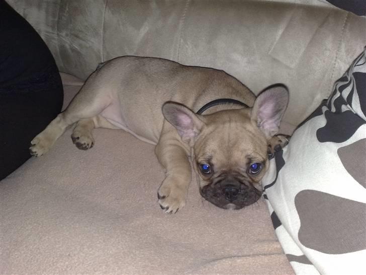 Fransk bulldog Bella - Arrhhhh er såååå træt nu... billede 1