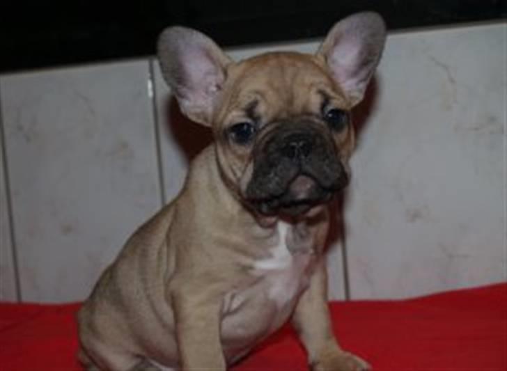 Fransk bulldog Bella - Billede taget ved min mor og far billede 2