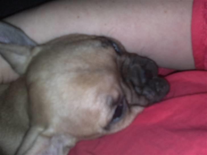 Fransk bulldog Bella - Gad vide hvor jeg ender henne..... Sov lidt af vejen hjem... billede 3