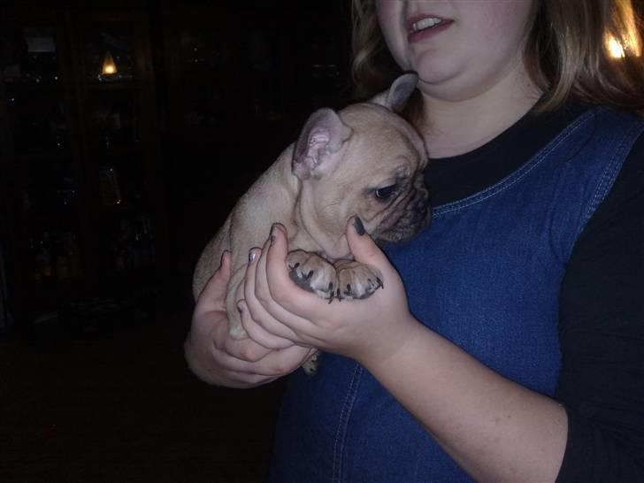 Fransk bulldog Bella - Alice er nu ret sød.... billede 4