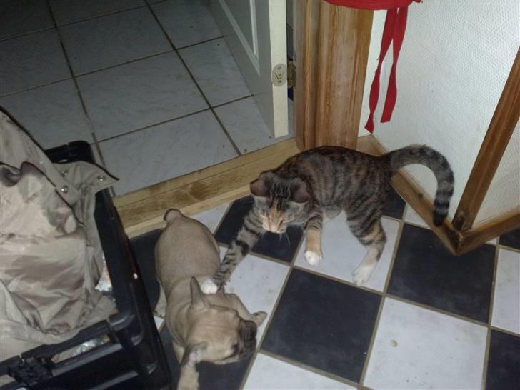 Fransk bulldog Bella - Hva hulan er det nu.... Jeg er slet ikk van til katte... billede 5
