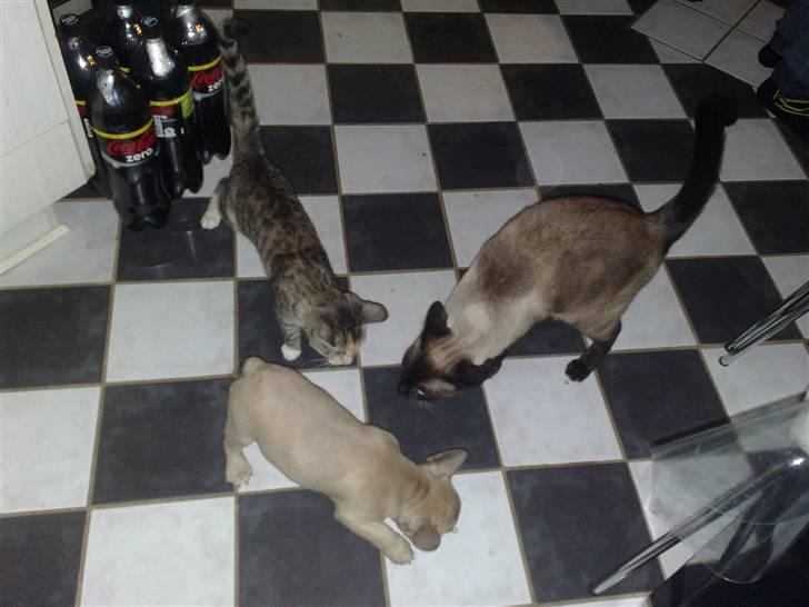 Fransk bulldog Bella - Måske man kan lege med dem.. Jeg kan ihvertfald gæffe og håbe de blir bange for mig.. billede 6