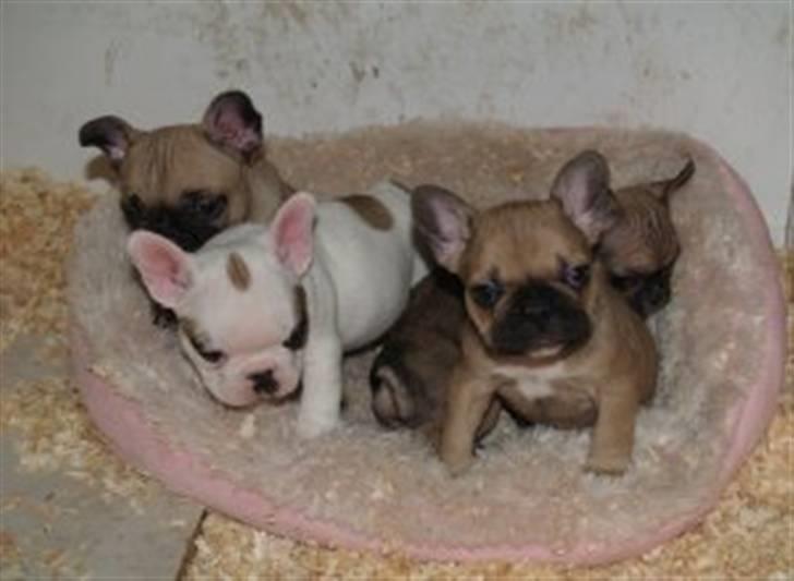 Fransk bulldog Bella - Mine dejlige søskende.... billede 7