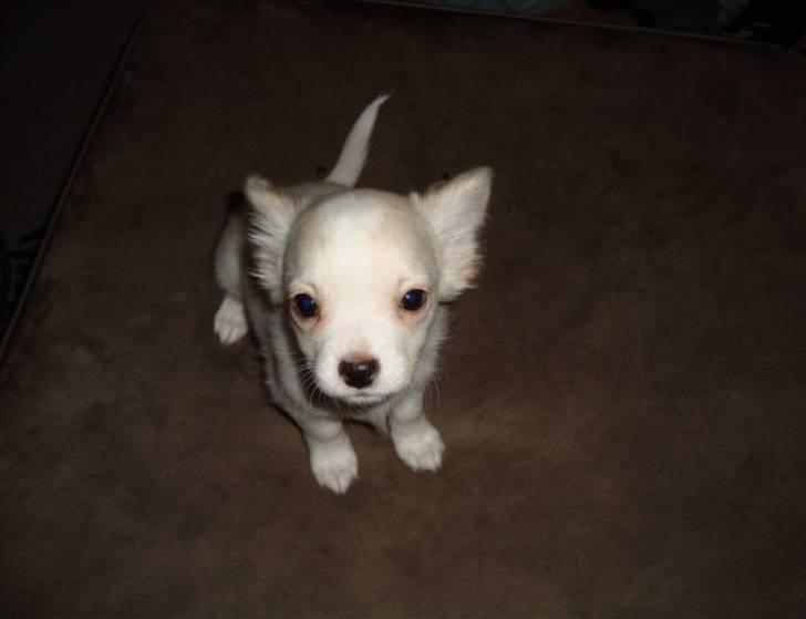 Chihuahua Lovely Isabella billede 3