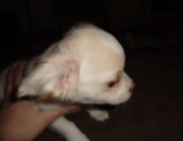 Chihuahua Lovely Isabella billede 4