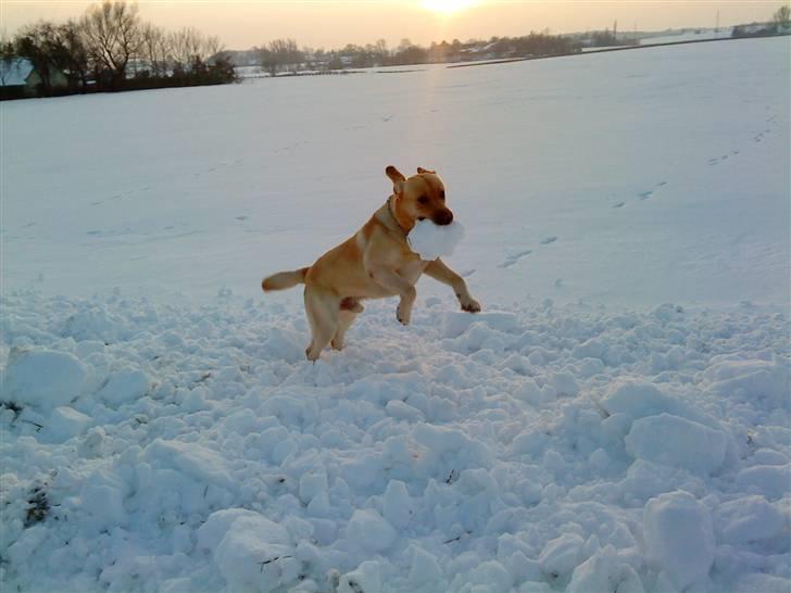 Labrador retriever Taslas Tomboy SÆLGES billede 16