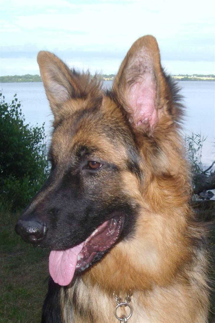 Schæferhund Victor - En lille pause ved Esrumsø, ja der er nu smukt ;o) billede 12