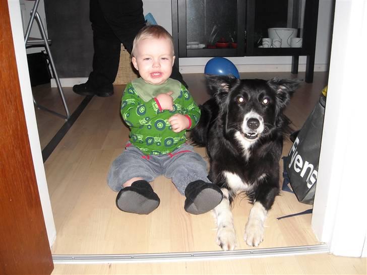 Blanding af racer Sasha - Det her er altså Frederik og mig. Han er en drengehvalp på bare 1 år  billede 16