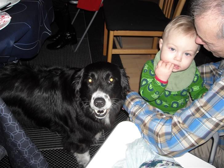 Blanding af racer Sasha - Nu er det heldigvis snart min tur til at sidde på skødet og blive nusset billede 17