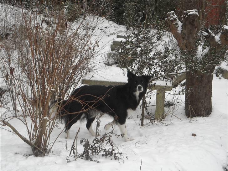 Blanding af racer Sasha - Jagthunden på spring billede 18