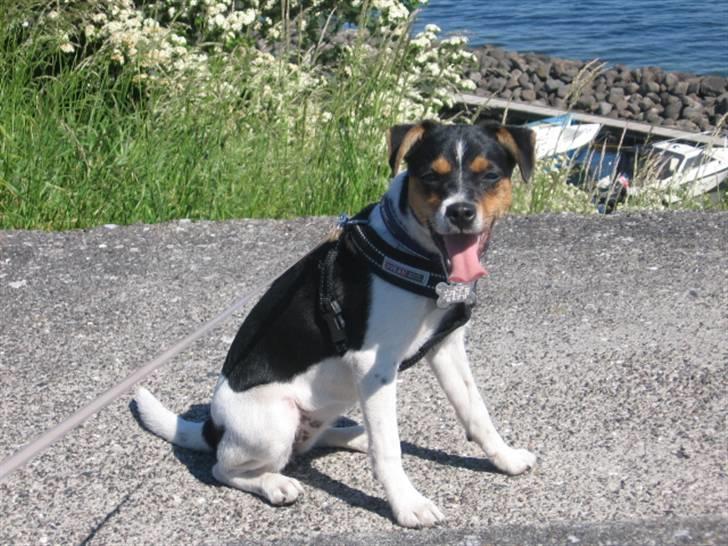 Dansk svensk gaardhund Nora  - Nora på Dragør fort sommeren 2009 billede 1