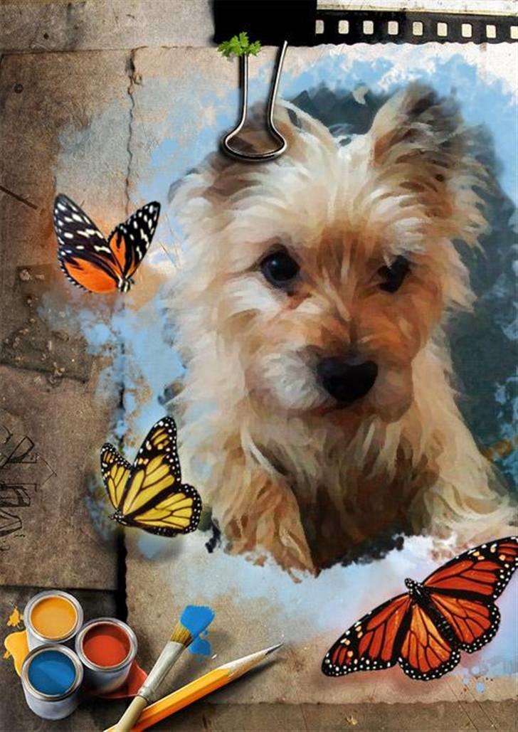 Cairn terrier <3 <3 Molly <3 <3 billede 1