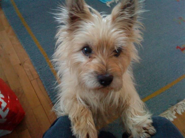 Cairn terrier <3 <3 Molly <3 <3 billede 2