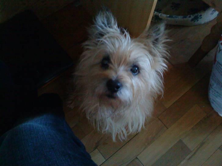 Cairn terrier <3 <3 Molly <3 <3 billede 3