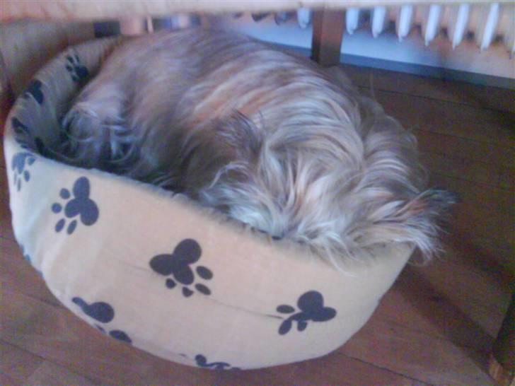 Cairn terrier <3 <3 Molly <3 <3 billede 4