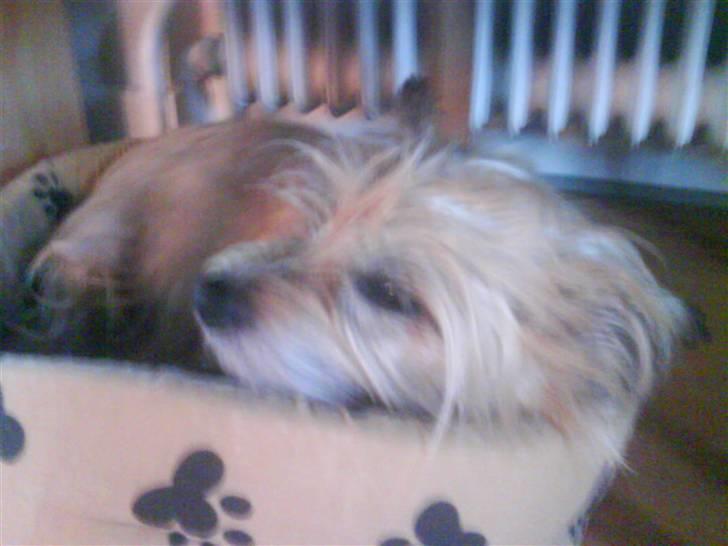 Cairn terrier <3 <3 Molly <3 <3 billede 5