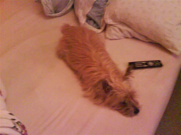 Cairn terrier <3 <3 Molly <3 <3 billede 6