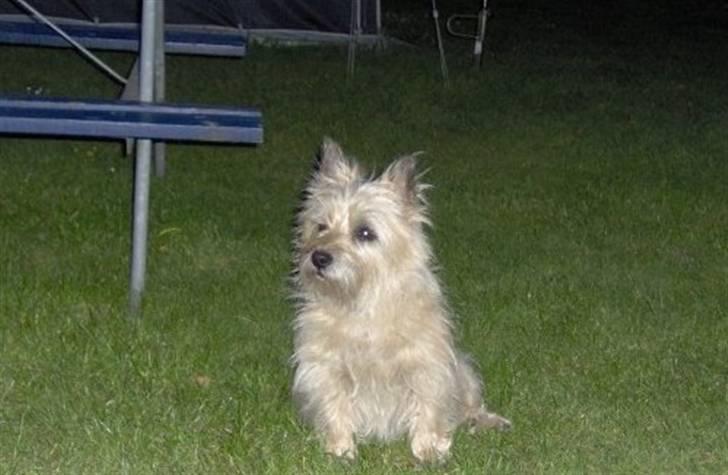 Cairn terrier <3 <3 Molly <3 <3 billede 7