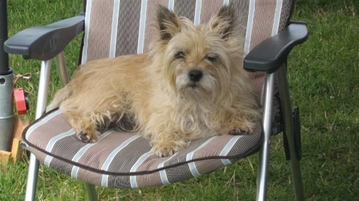 Cairn terrier <3 <3 Molly <3 <3 billede 8